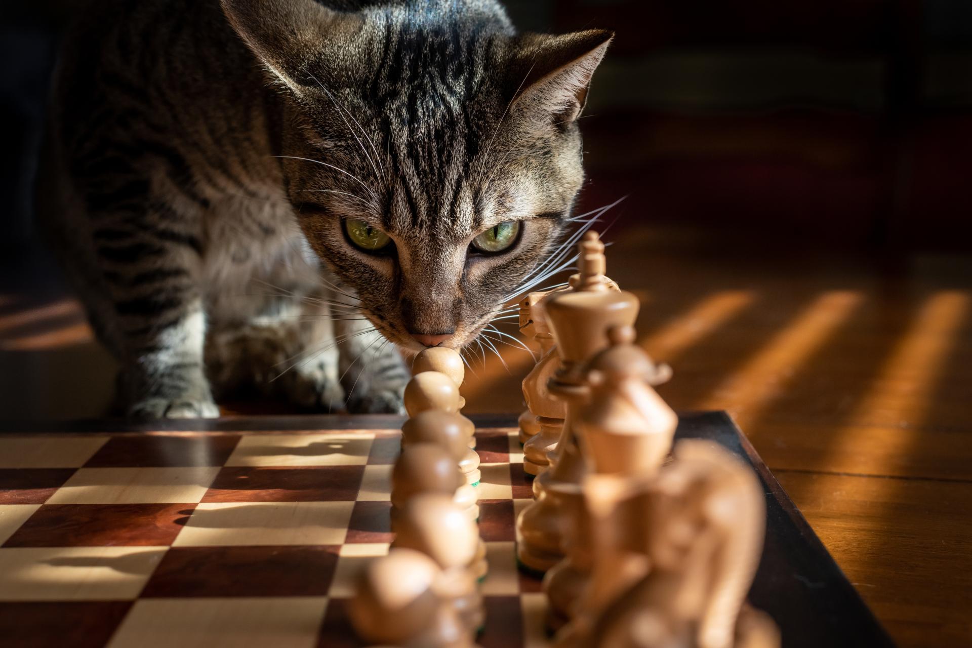 Chat stratege